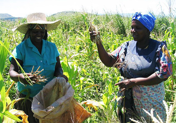 Terre del Cibo - Swaziland - COSPE